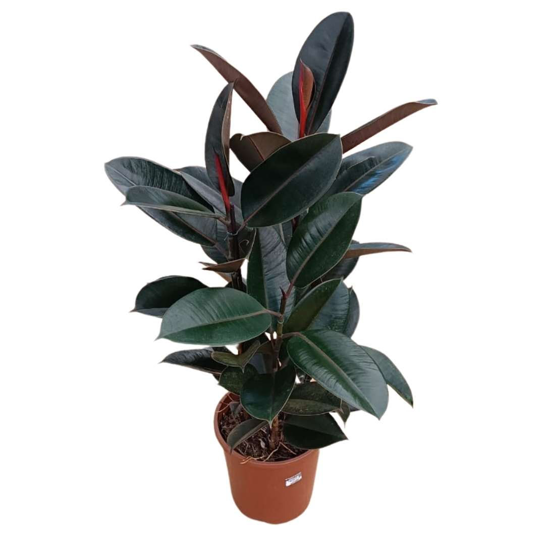 Ficus elastica | Planta Interna