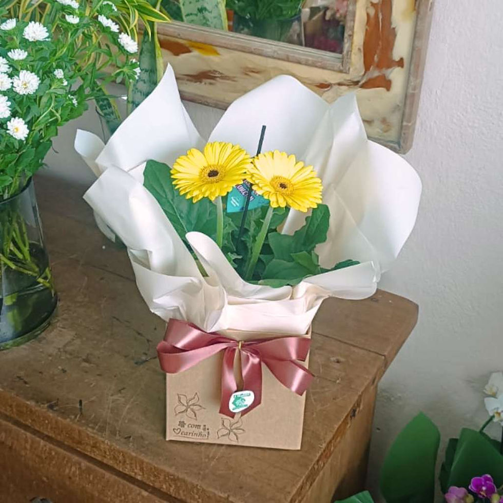 Miniatura: Gérbera Plantada para Presente