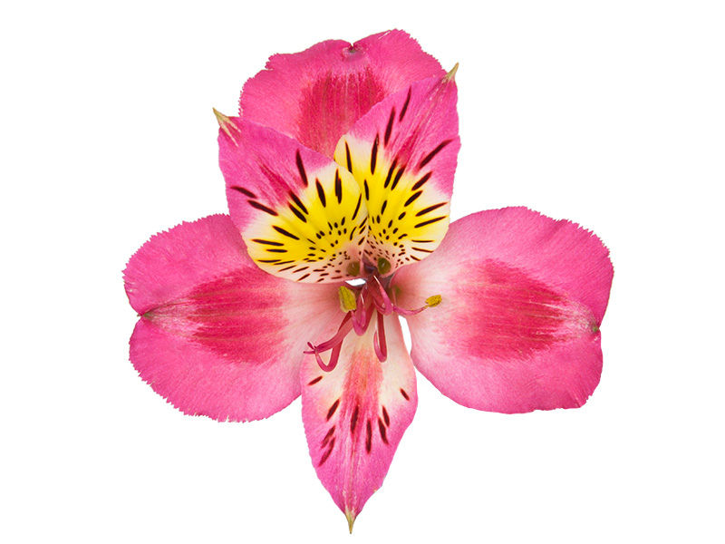 Miniatura: Alstroemerias - Maço c/ 10 galhos