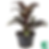 Dracena Cordyline