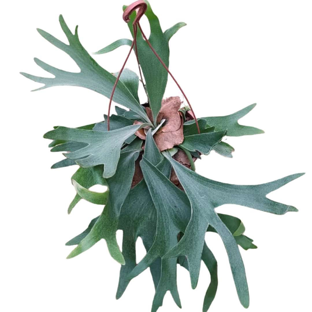 Samambaia Chifre de Veado como planta tropical para decorar sua casa de maneira exótica