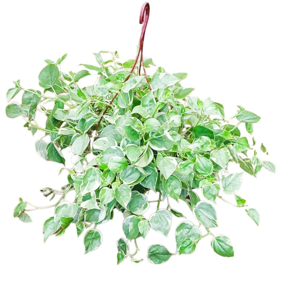 Miniatura: Planta interna Peperômia scandens para decorar sua casa