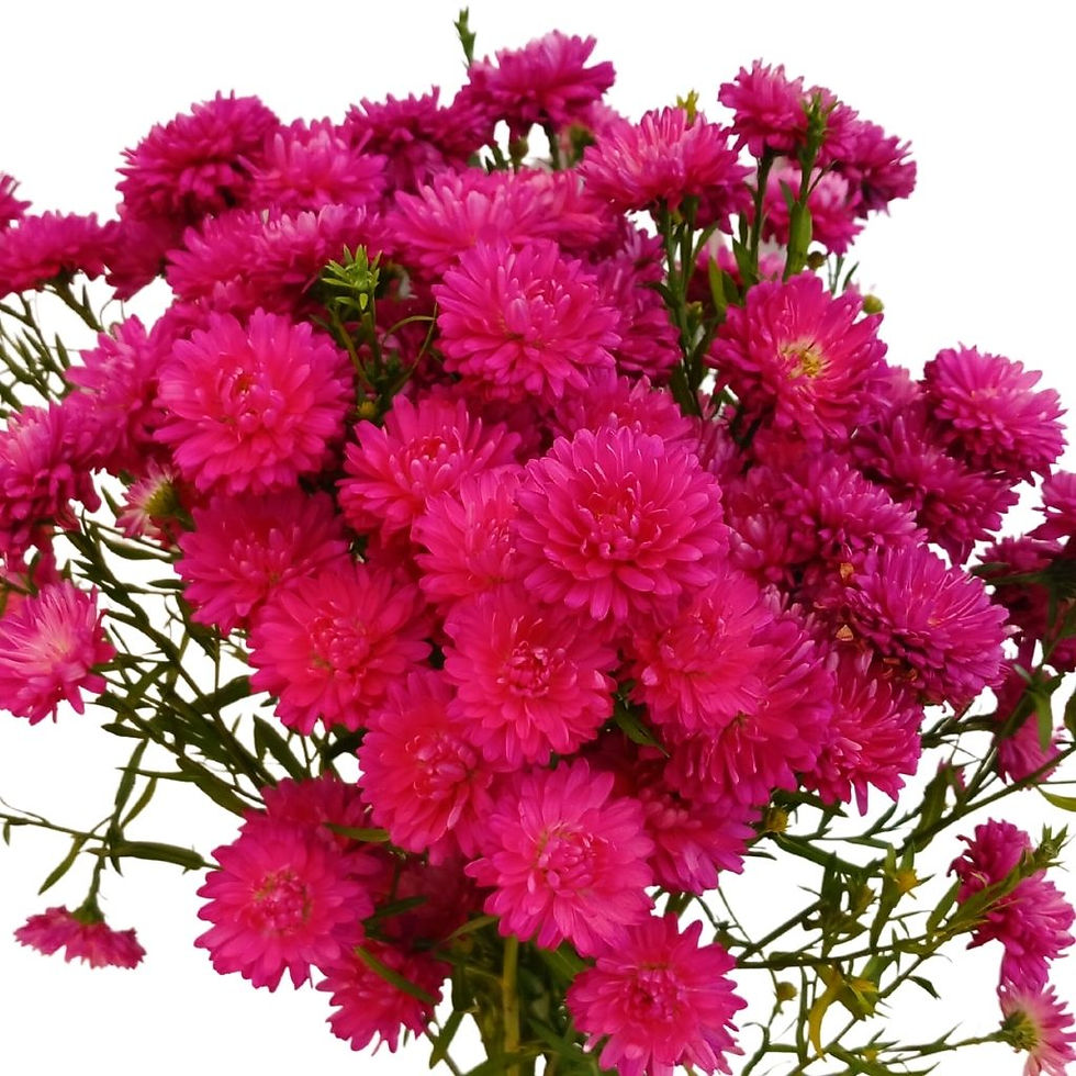 Miniatura: Aster - Maço c/ 10 galhos