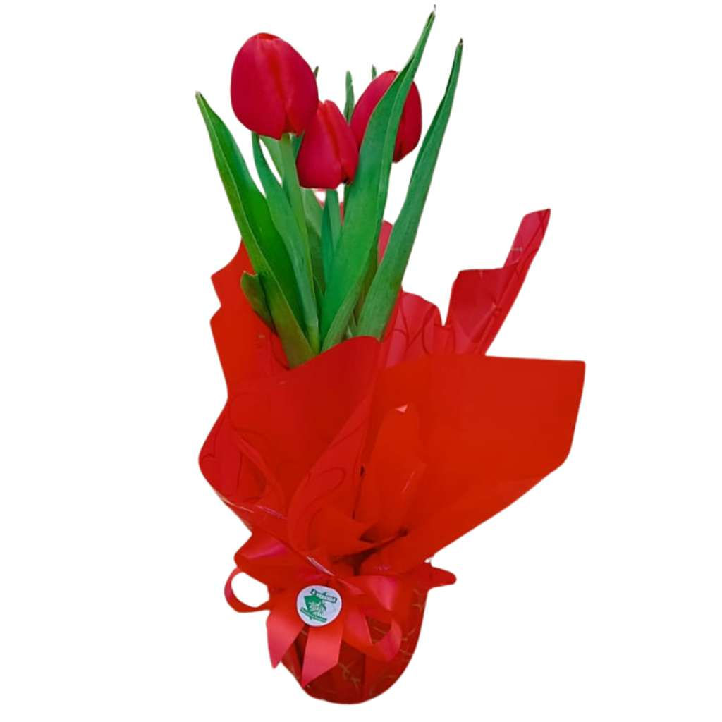 Tulipa vermelha plantada em vaso pequeno e embalada para presente