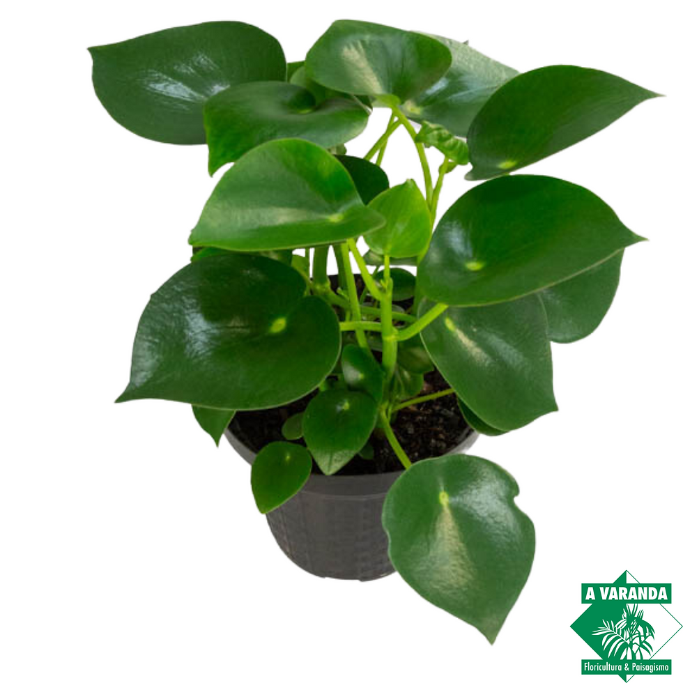Peperomia Polybotrya Raindrop
