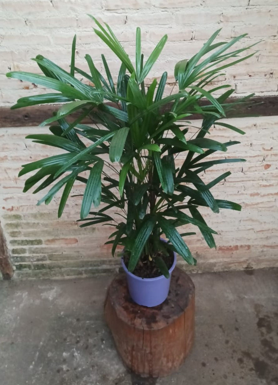 Palmeira Ráfis