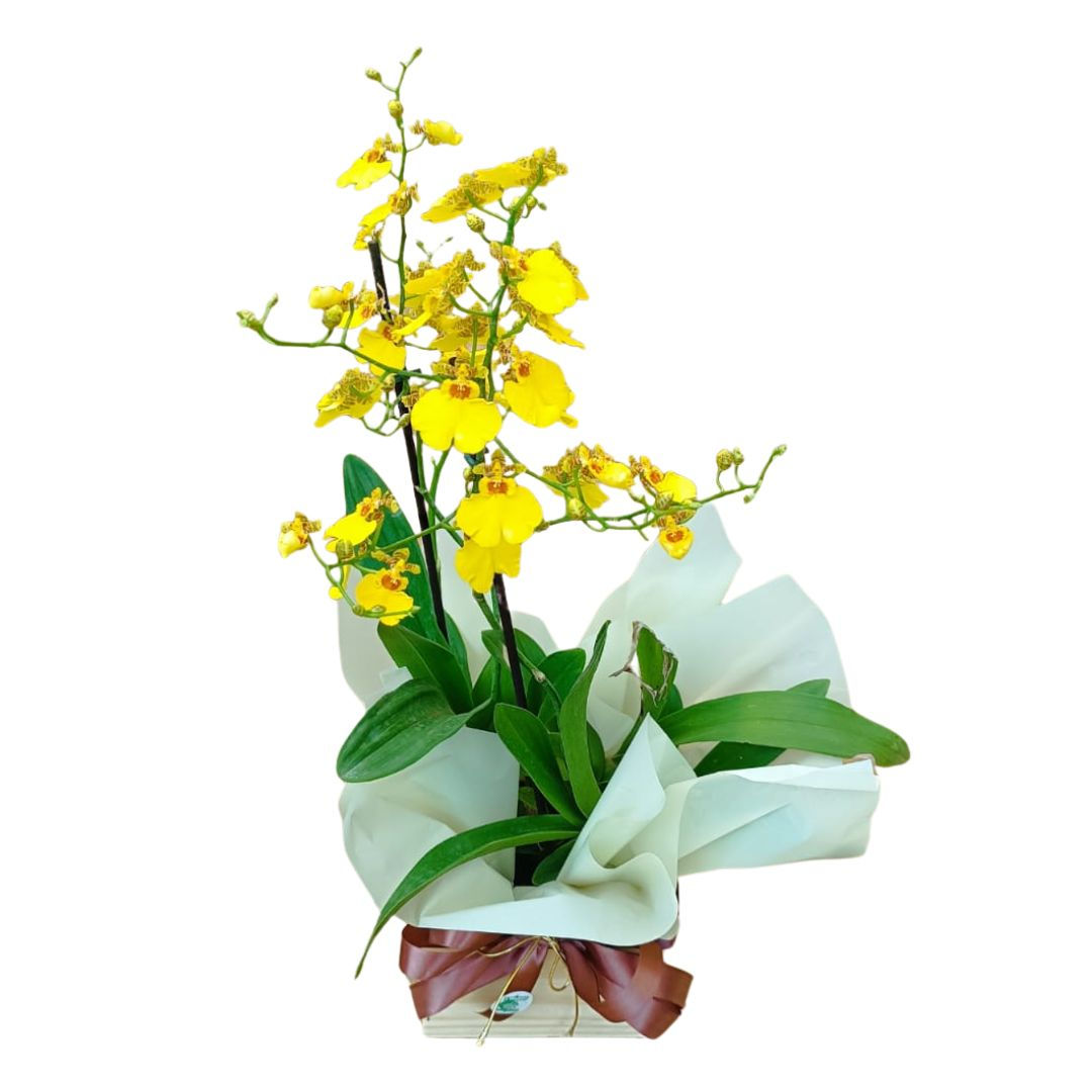 Orquídea oncidium amarela embalada para presente