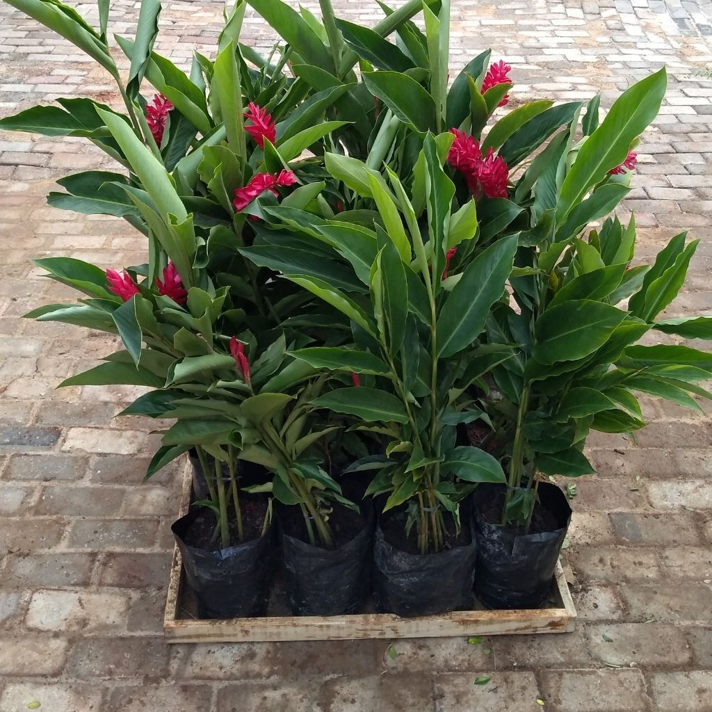 Alpinia Purpurata 0.90 - 1.20 mts (unid)