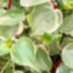 Peperomia scandens no detalhe de perto da folhagem da planta