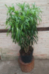 Pleomele Fita