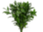 Ruscus - Maço c/ 10 galhos