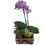 Miniatura: Orquídea Phalaenopsis Premium