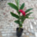 Miniatura: Alpinia Purpurata 0.90 - 1.20 mts (unid)
