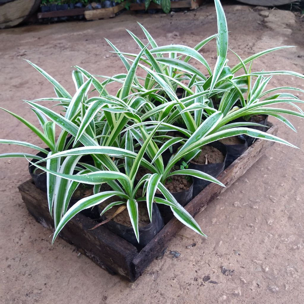 Clorofito caixa com 15 mudas