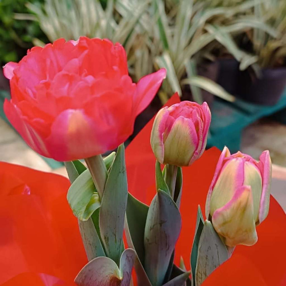 Miniatura: Tulipa Plantada para Presente