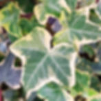 Detalhe de perto da linda folha de uma Hedera variegada