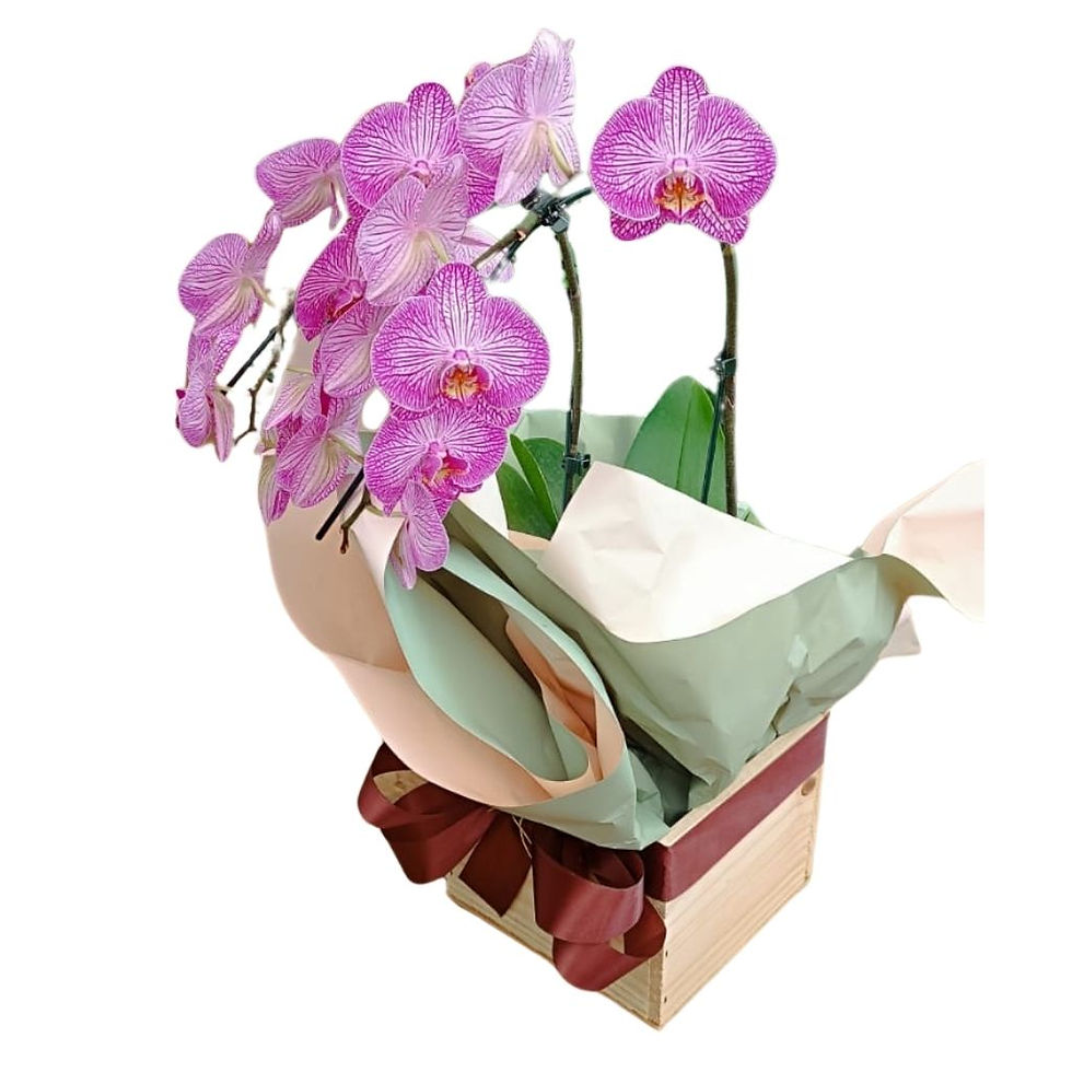 Orquídea Rosa Listrada com 2 hastes cheia de flores para presente
