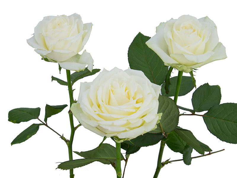 Miniatura: Rosas Nacionais - Maço c/ 6 galhos