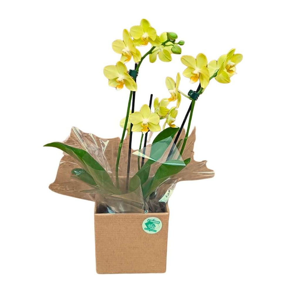 Miniatura: Orquídea phalaenopsis mini amarela com 3 hastes embalada para presente