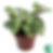 Calathea Amagris