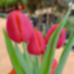 Detalhe da Flor de tulipa na cor vermelha com botões fechados prontos para abrir