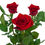 Miniatura: Rosas Nacionais - Maço c/ 6 galhos