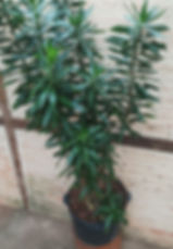 Pleomele Verde