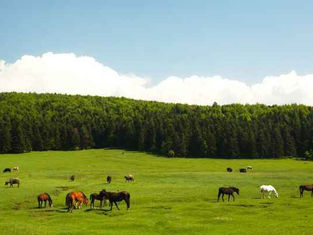 Bolu At Yaylası Kamp Alanı: Şehre Yakın, Doğaya Uzak Olmayan Huzurlu Bir Kaçamak