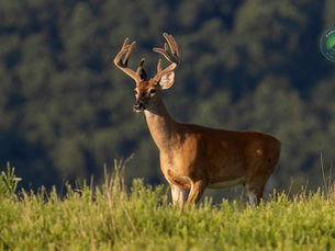 Kampta Karşılaşabileceğiniz Yaban Hayatı – Kamp Orman Rehberi