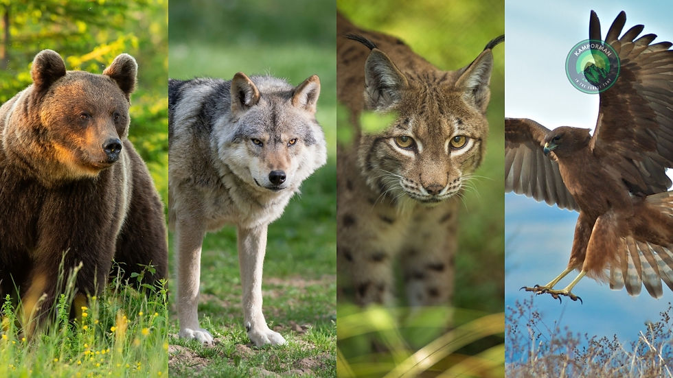 Yaban Hayvanları Popülasyonu