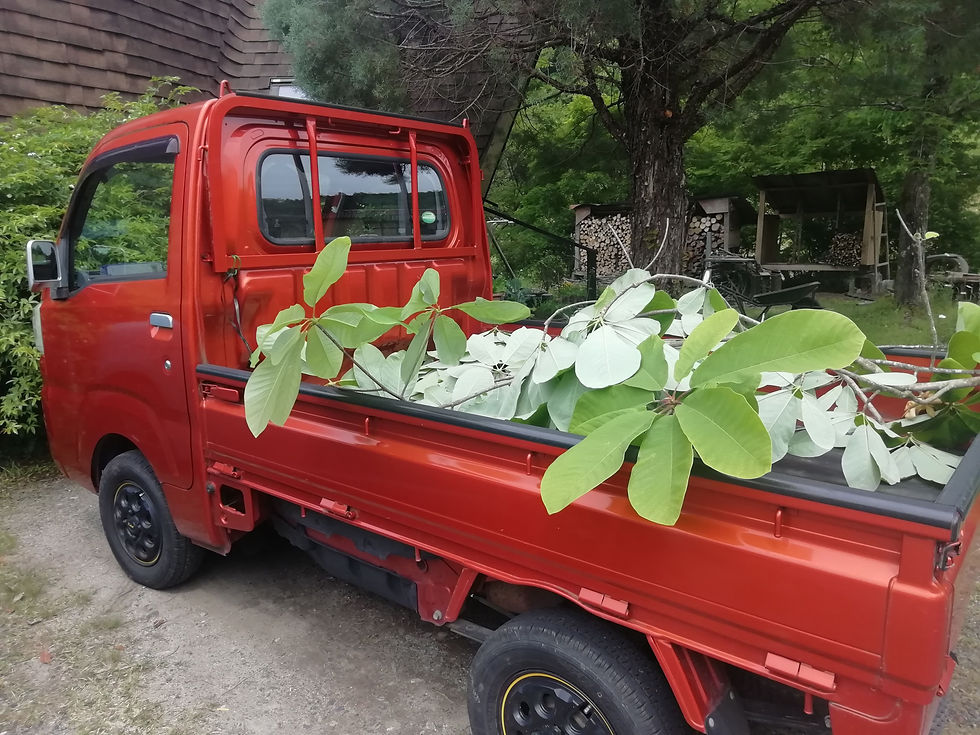 ほうばの葉は、スタッフの力で、１００人分用意しました。近所のおじさんに頼んで分けてもらったり、山に採りに行ったり、家で育てている人もいました。さすがほうば寿司の本家、恵那！