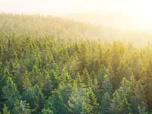 Türkiye’de Kamp Yapılabilecek En Güzel 10+ Orman Parkı