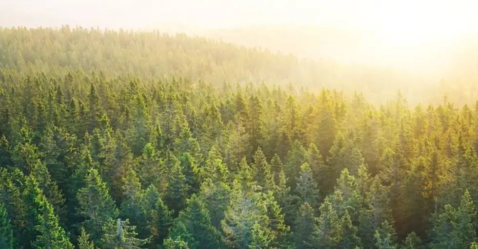 Türkiye Orman Parkları