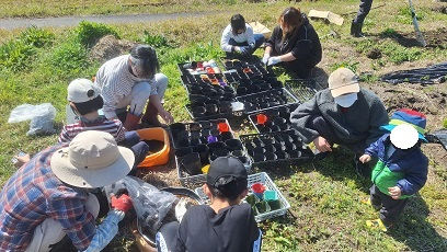 ポットに種まき