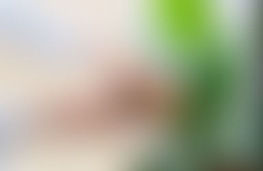 A’dan Z’ye Saksı Temizliği