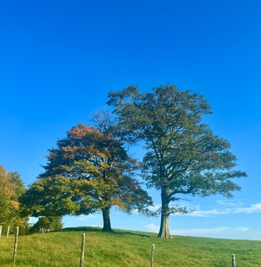 Watching the Trees Transform