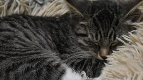 The Cats of Watauga Humane Society