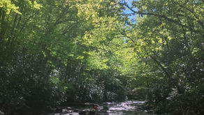 Just Nature- A Poem by Mitch Jasper