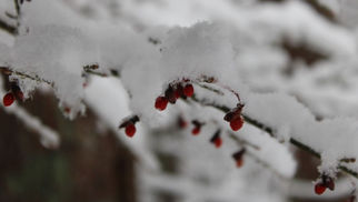 Making the Call: Everything You Need to Know About Snow Days