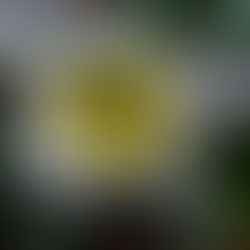 Springtime and New Beginnings: What You Didn't Know About Flowers