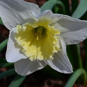 Springtime and New Beginnings: What You Didn't Know About Flowers