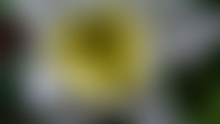 Springtime and New Beginnings: What You Didn't Know About Flowers