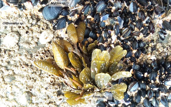 Fucus sp [ACPonte-SuFerreira_Julho2021_Magoito]