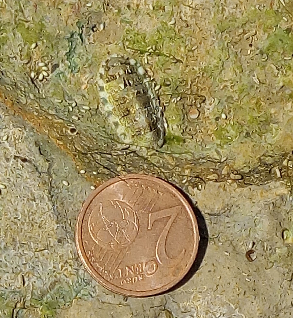 Poliplacophora [ACPonte-SuFerreira_julho2021_Avencas]