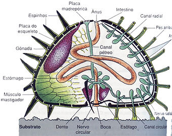 ouriço do mar (1).jpg