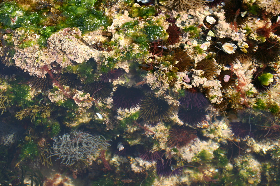 Paracentrotus lividus [ACPonte_2010_Almograve]