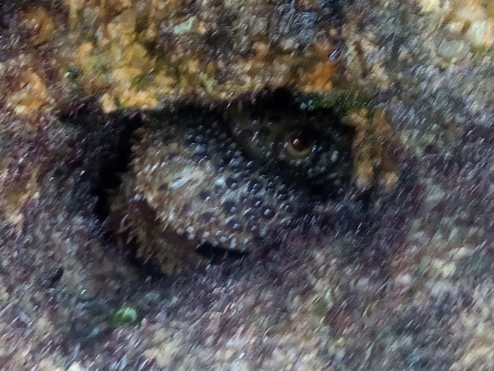 Eriphia verrucosa [ACPonte-SuFerreira_Julho2021_Arrábida]