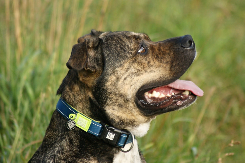 תמונה ממוזערת: Q-FIT HARNESS LIME GREEN MAX & MOLLY רתמה מטריקס ירוק ליים מקס ומולי