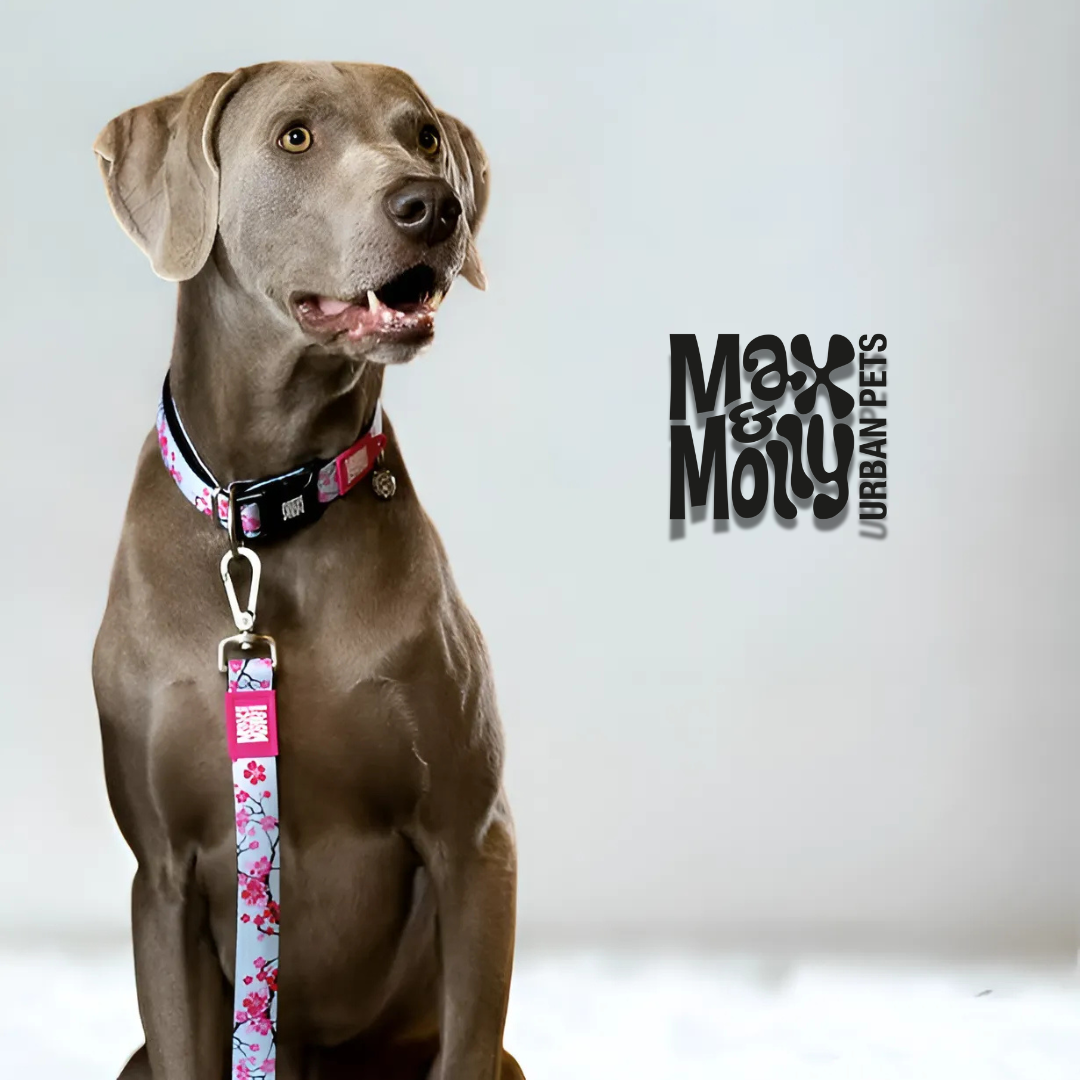 מקס ומולי רצועה בעיצוב פריחת הדובדבן MAX & MOLLY-Leash -Cherry Bloom