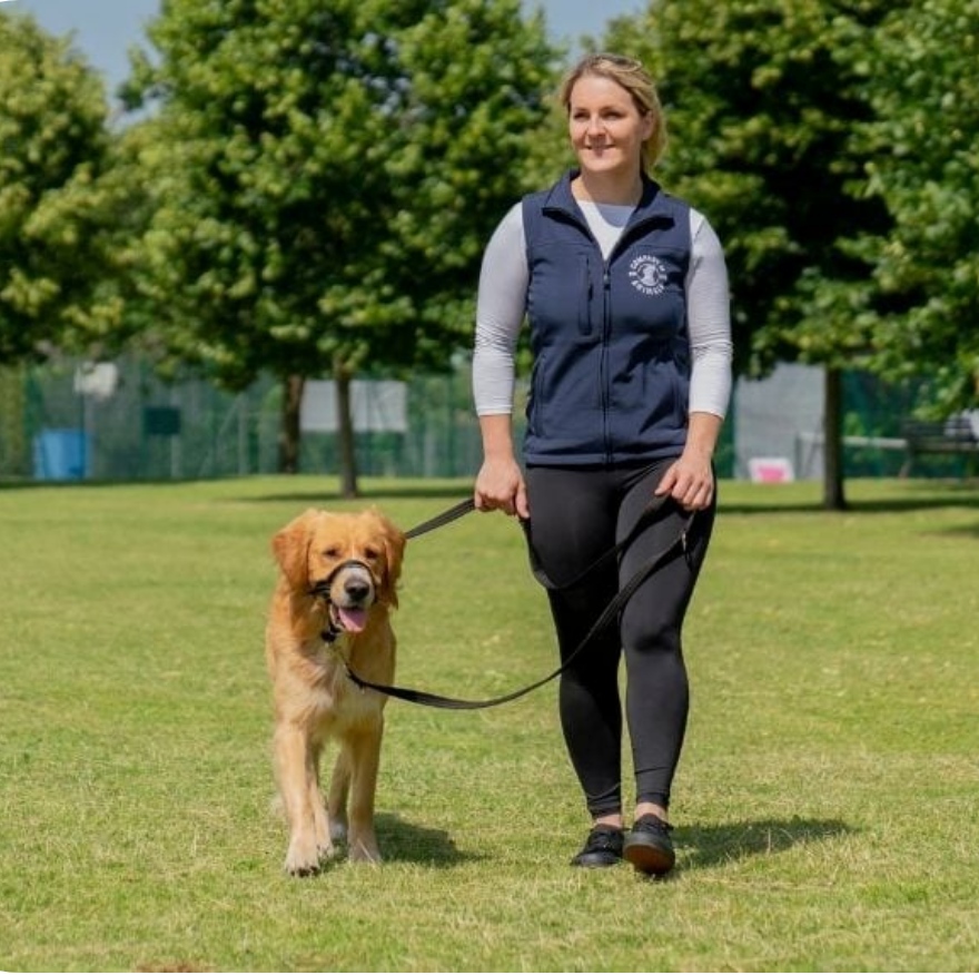 תמונה ממוזערת: האלטי קולר ראש Halti Headcollar